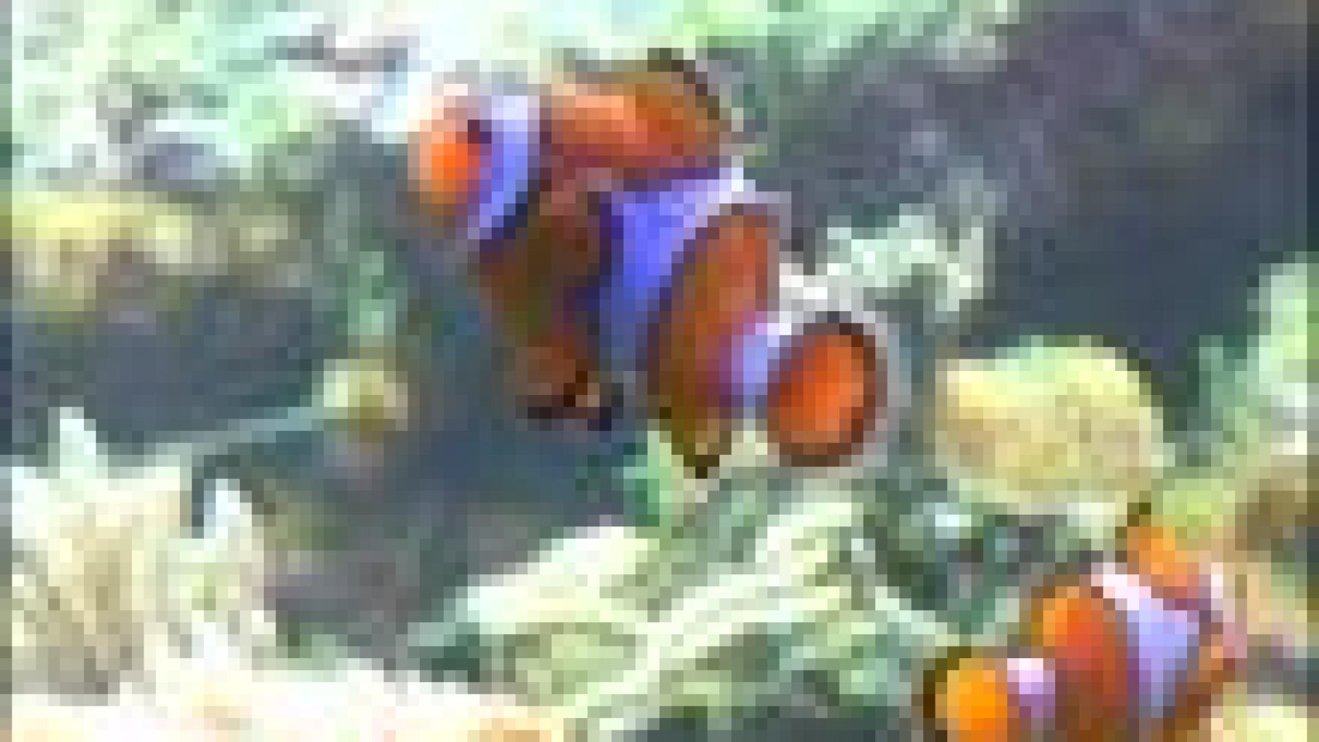 Nocturne d'été à l'aquarium